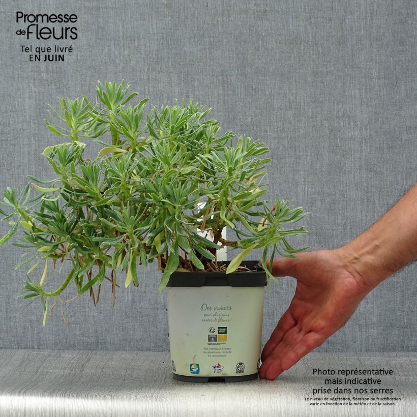 Esemplare di Euphorbia characias ssp. wulfenii Vaso da 2L/3L consegnato in estate