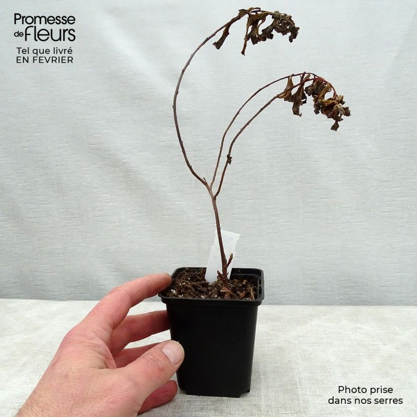 Euphorbia cornigera Goldener Turm Vasetto da 8/9 cm esemplare consegnato in inverno