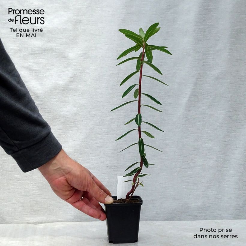 Euphorbia cornigera Goldener Turm Vasetto da 8/9 cm esemplare consegnato in primavera