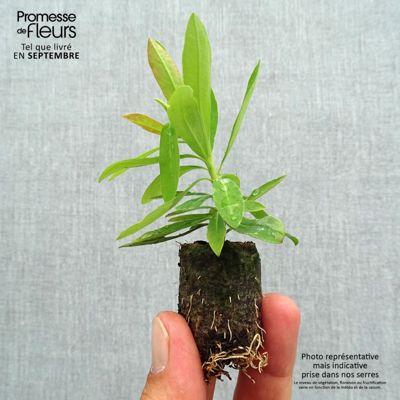 Esemplare di Euphorbia Medea mini zolla... come consegnato in autunno