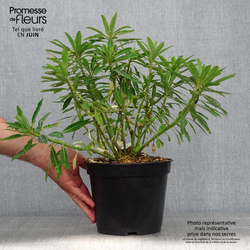 Esemplare di Euphorbia mellifera Vaso da 2L/3L consegnato in estate