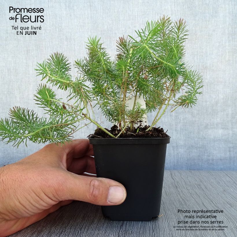 Esemplare di Euphorbia cyparissias Clarice Howard Vasetto da 8/9 cm consegnato in estate