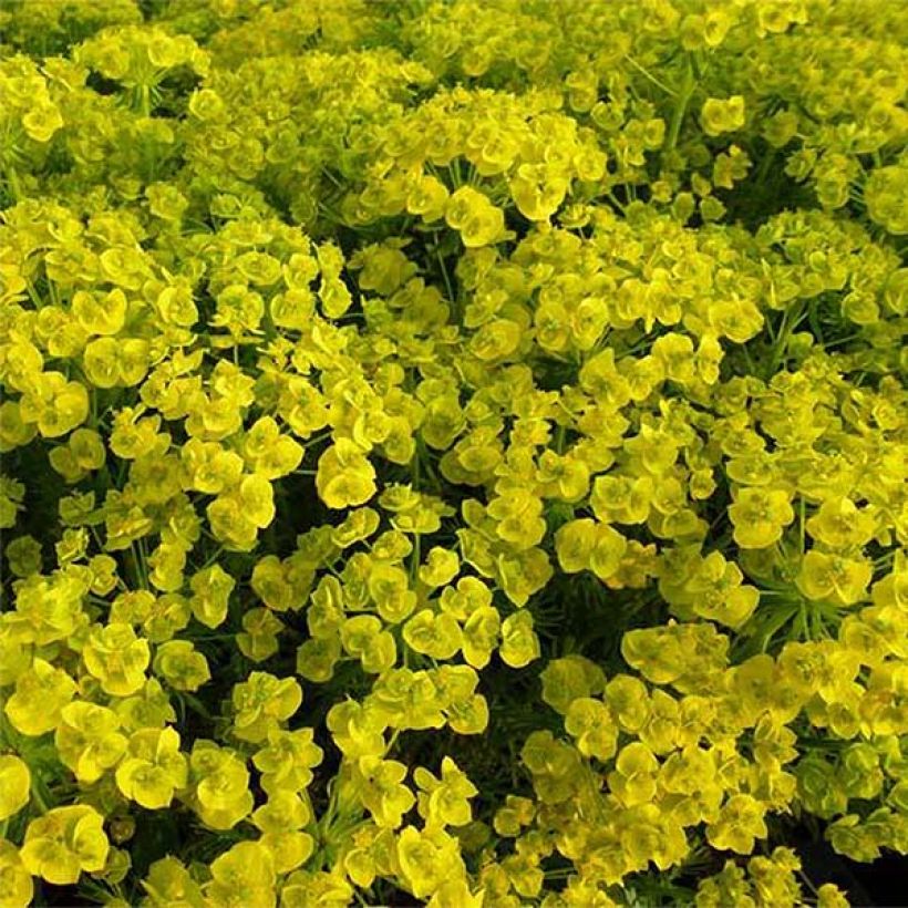 Euphorbia waldsteinii Betten (Fioritura)