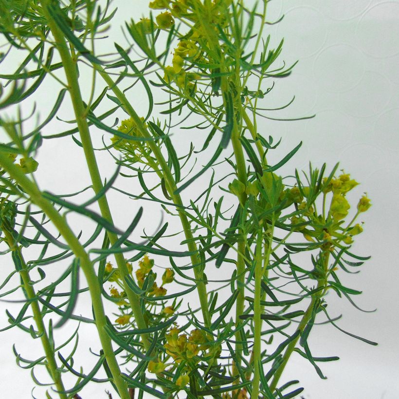 Euphorbia waldsteinii Betten (Fogliame)