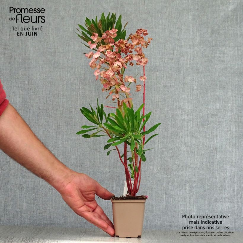 Esemplare di Euphorbia martinii Vasetto da 8/9 cm consegnato in estate