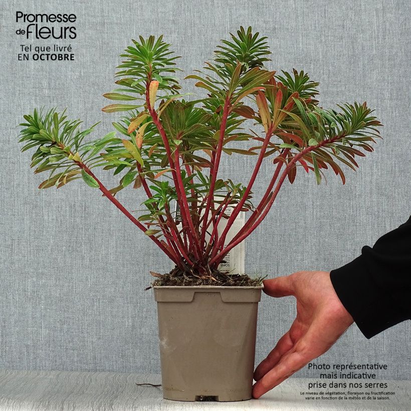 Esemplare di Euphorbia martinii Vaso da 2L/3L come consegnato in autunno