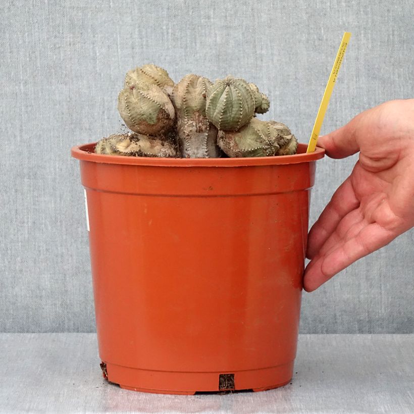 Euphorbia globosa - Euphorbe globuleuse - Pot de 4L/5L esemplare consegnato in primavera