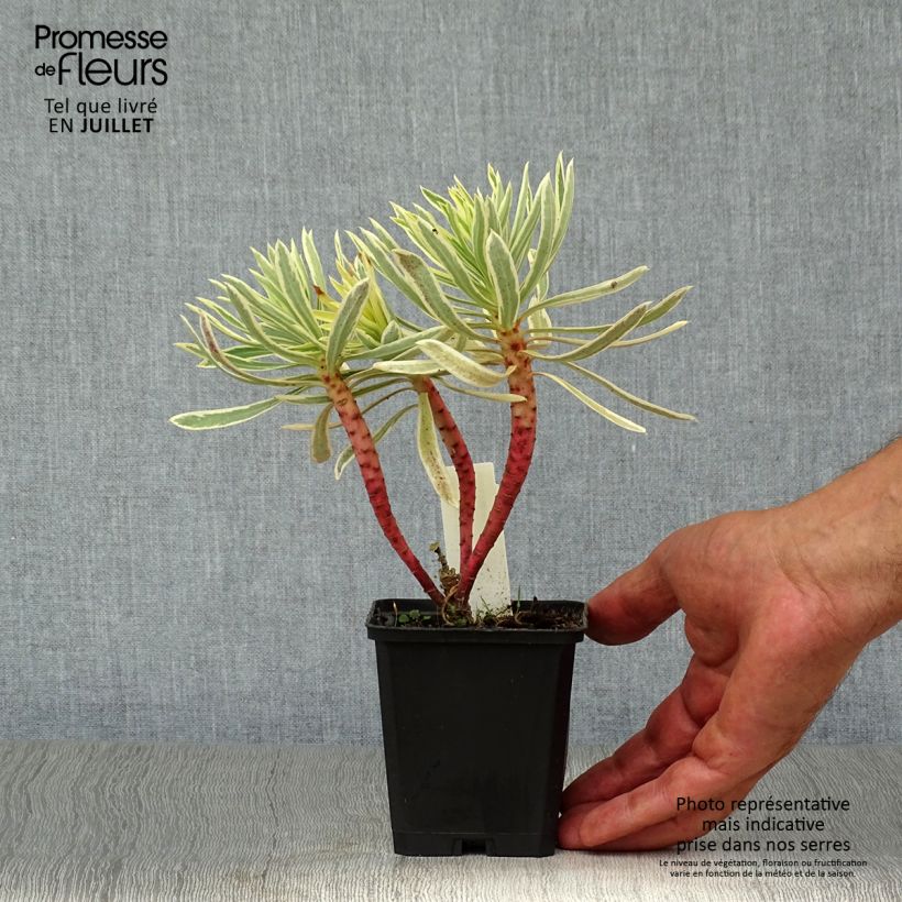 Esemplare di Euphorbia characias Emmer Green Vasetto da 8/9 cm consegnato in estate