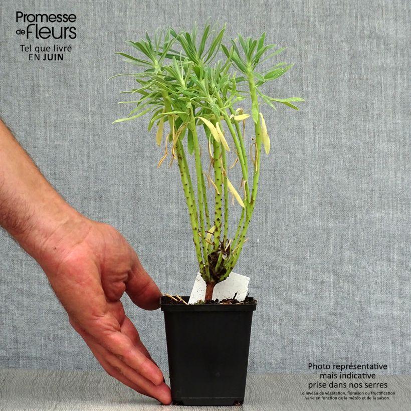 Esemplare di Euphorbia characias - Euforbia cespugliosa Vasetto da 8/9 cm consegnato in estate
