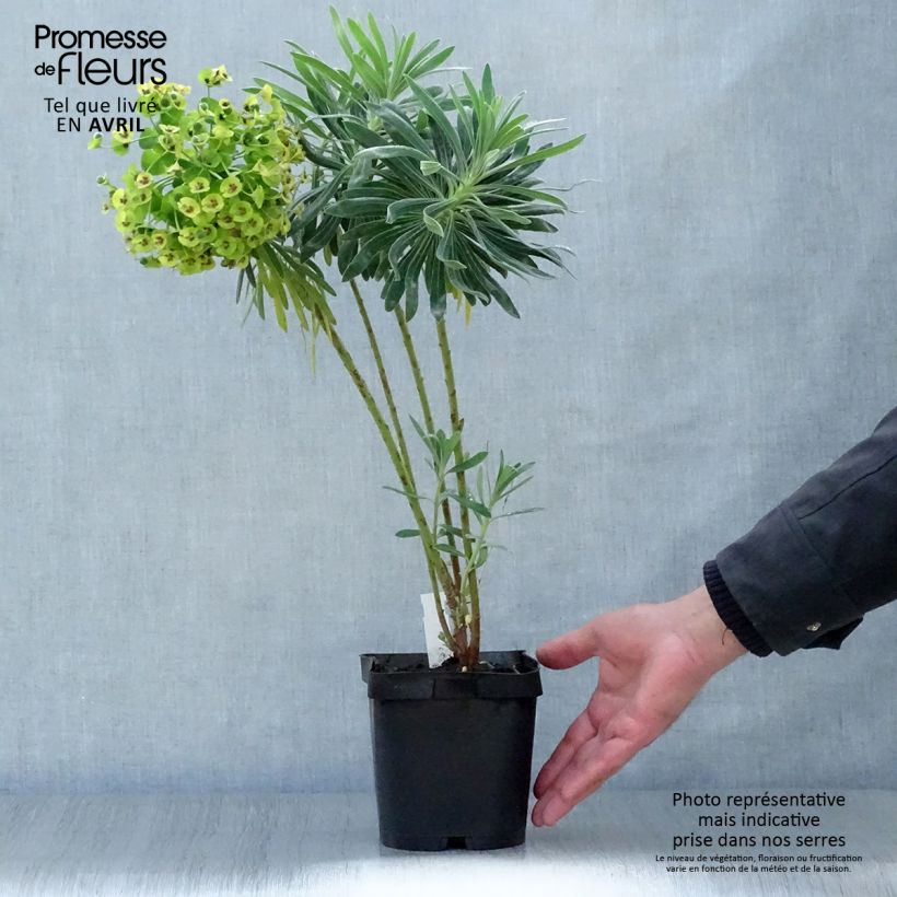 Euphorbia characias - Euforbia cespugliosa Vaso da 2L/3L esemplare consegnato in primavera