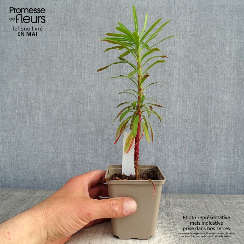 Euphorbia characias Purple and Gold - Euphorbe Godet de 9cm esemplare consegnato in primavera