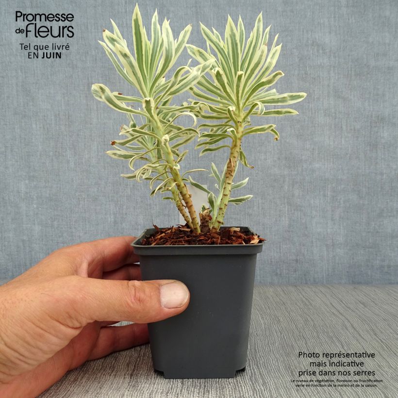 Esemplare di Euphorbia characias Tasmanian tiger Vasetto da 8/9 cm consegnato in estate