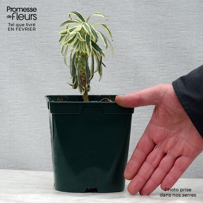 Euphorbia characias Tasmanian tiger Vaso da 1,5L/2L esemplare consegnato in inverno