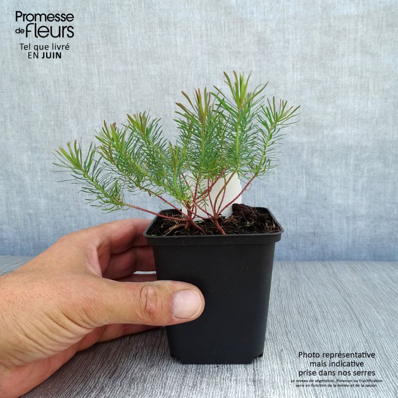 Esemplare di Euphorbia cyparissias Fens Ruby Vasetto da 8/9 cm consegnato in estate