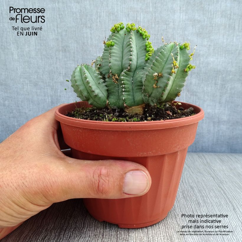 Esemplare di Euphorbia fruticosa Inermis Vaso da Ø 12 cm / 13 cm consegnato in estate