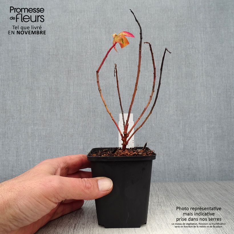 Esemplare di Euphorbia griffithii Fireglow Vasetto da 8/9 cm come consegnato in autunno