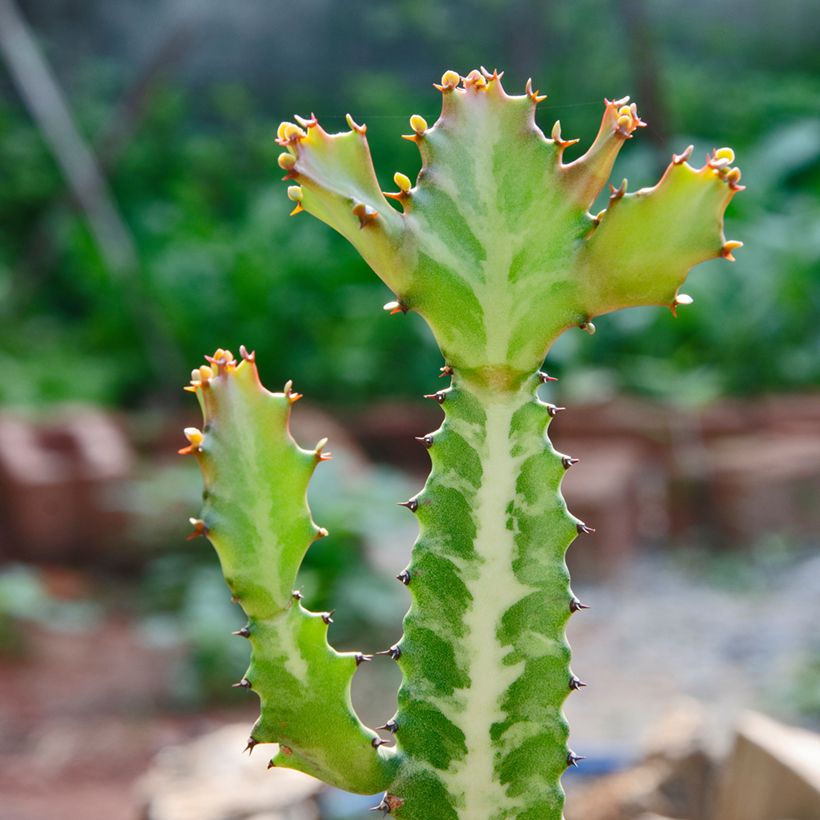 Euphorbia lactea (Fogliame)