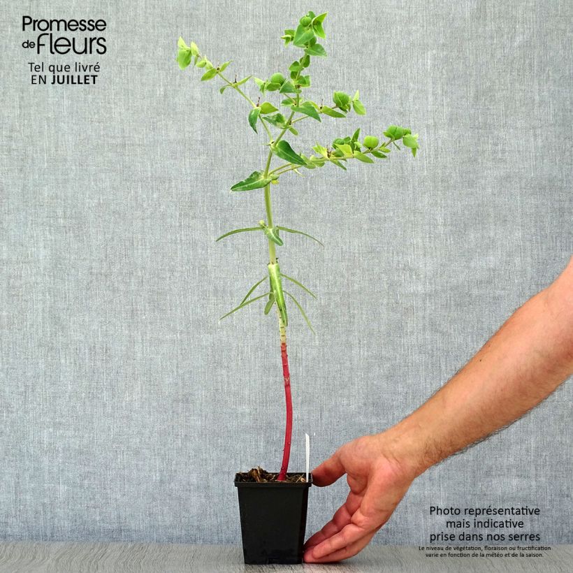 Esemplare di Euphorbia lathyris - Euforbia catapuzia Vasetto da 8/9 cm consegnato in estate