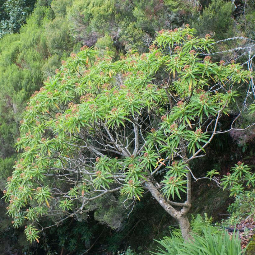 Euphorbia mellifera (Porto)