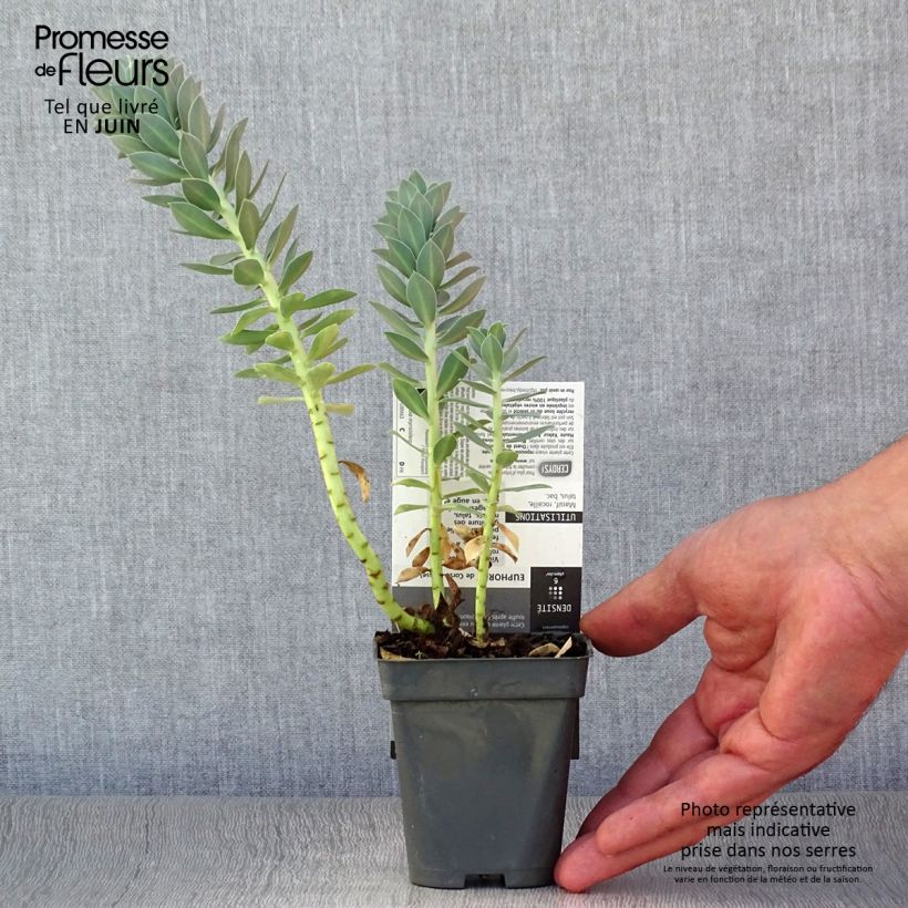 Esemplare di Euphorbia myrsinites Vasetto da 8/9 cm consegnato in estate