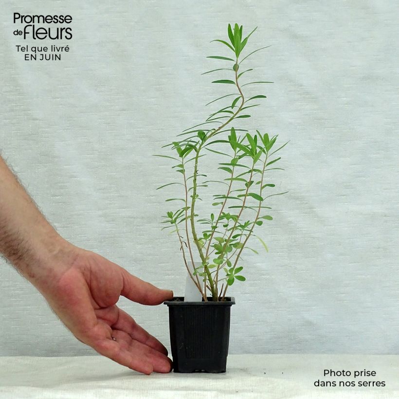 Esemplare di Euphorbia palustris - Euforbia lattaiola Vasetto da 8/9 cm consegnato in estate