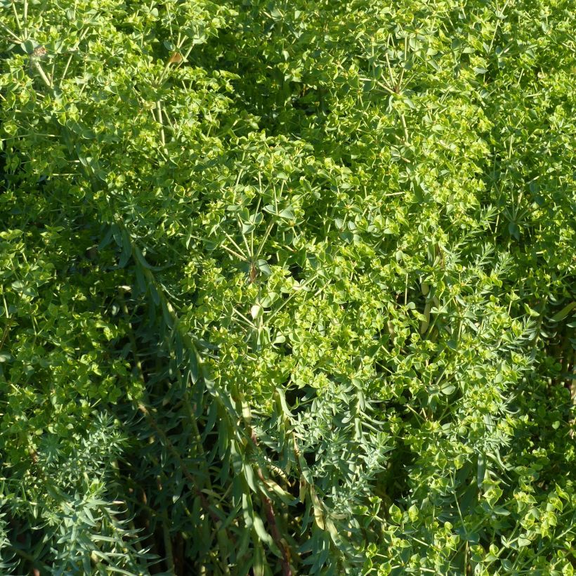 Euphorbia pithyusa subsp. cupanii Ponte Leccia (Fioritura)