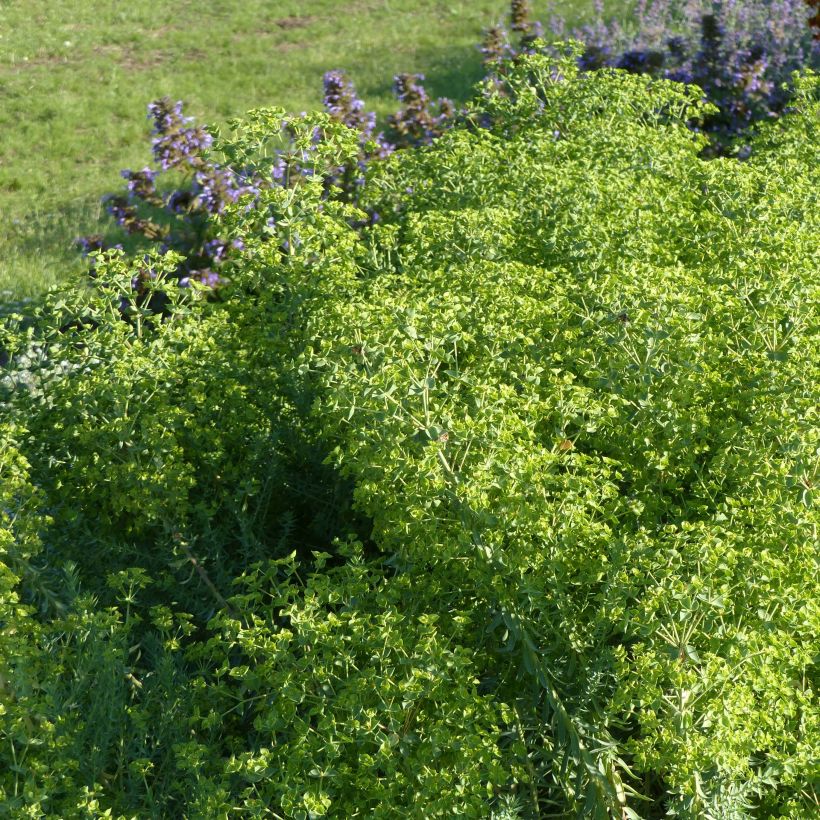 Euphorbia pithyusa subsp. cupanii Ponte Leccia (Porto)
