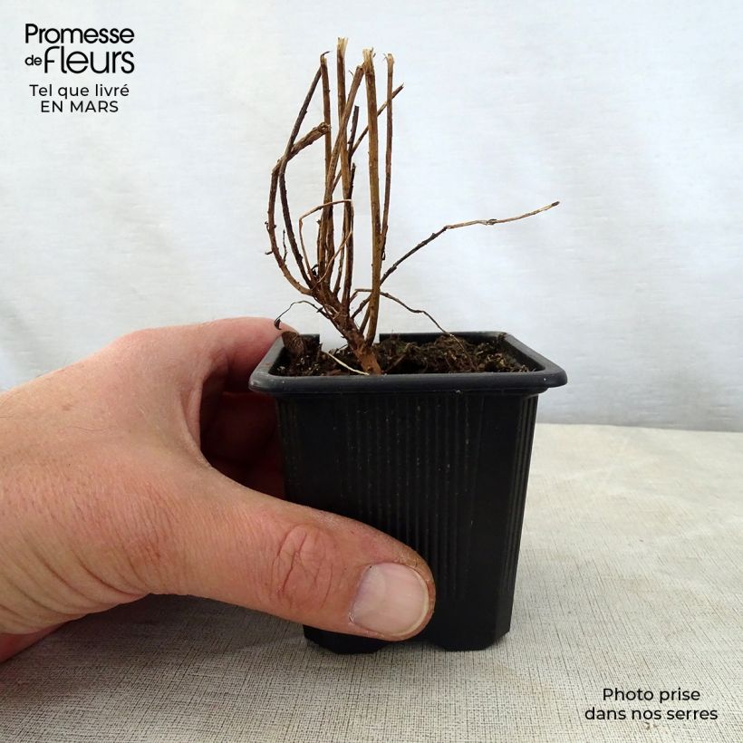 Euphorbia pithyusa subsp. cupanii Ponte Leccia Vasetto da 8/9 cm esemplare consegnato in primavera