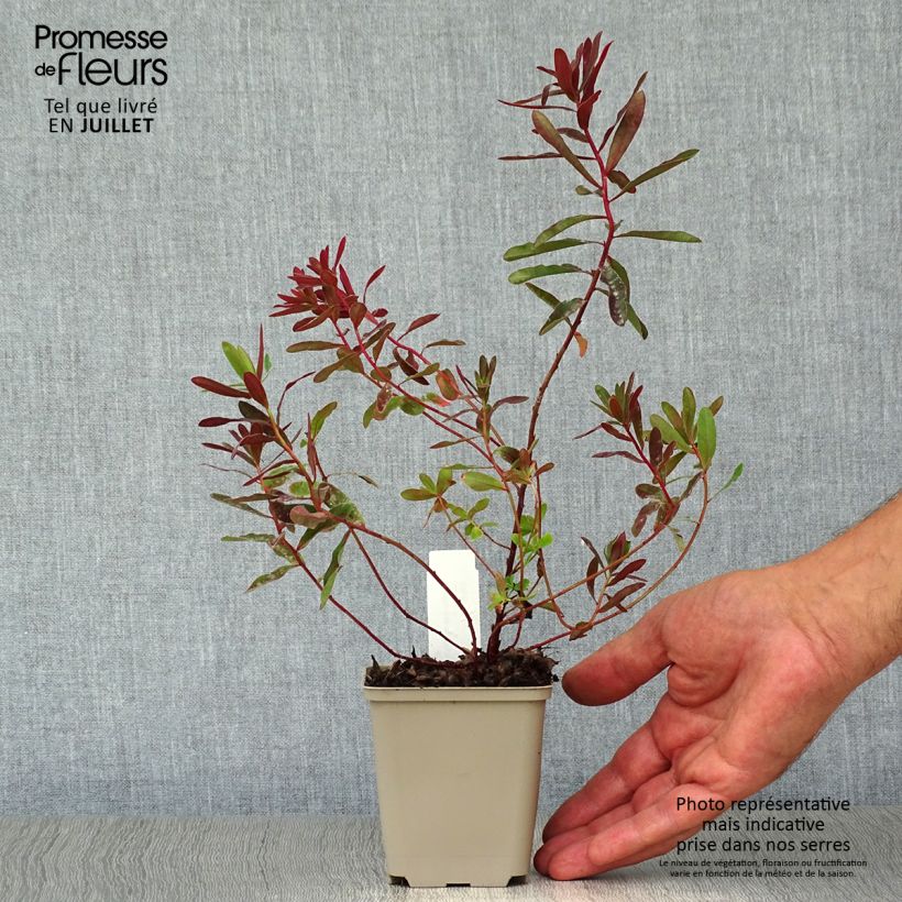 Esemplare di Euphorbia polychroma Bonfire Vasetto da 8/9 cm consegnato in estate