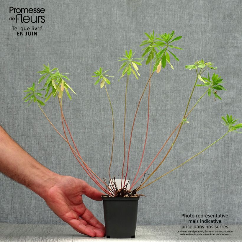 Esemplare di Euphorbia polychroma Vasetto da 8/9 cm consegnato in estate