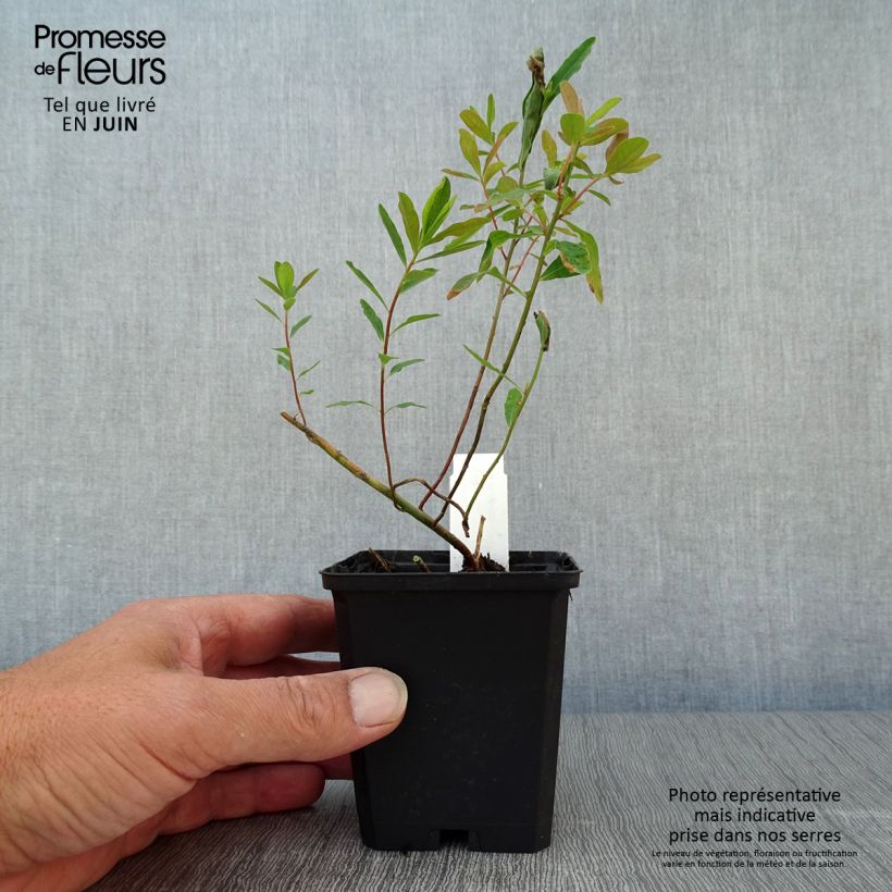 Esemplare di Euphorbia polychroma Purpurea Vasetto da 8/9 cm consegnato in estate