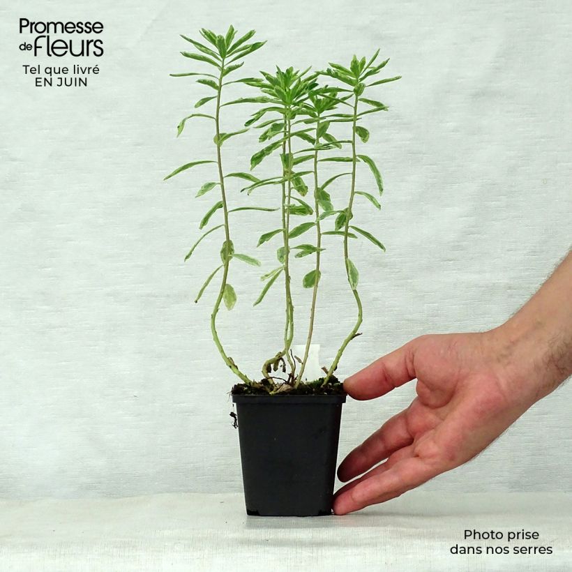 Esemplare di Euphorbia polychroma Variegata Vasetto da 8/9 cm consegnato in estate