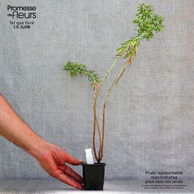 Esemplare di Euphorbia pithyusa - Euforbia delle Baleari Vasetto da 8/9 cm consegnato in estate