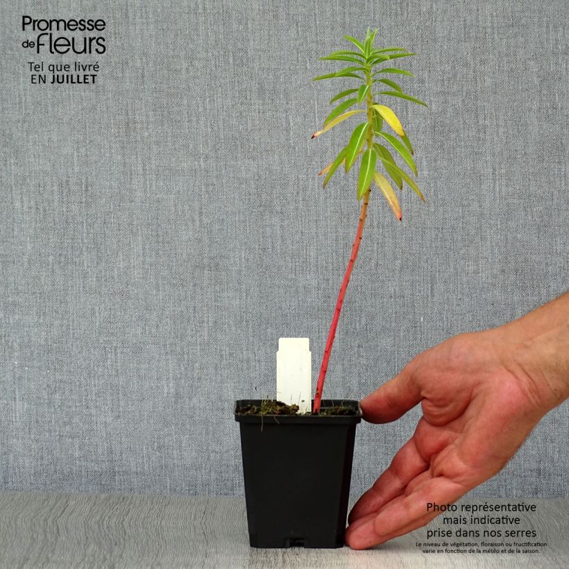 Esemplare di Euphorbia schillingii Vasetto da 8/9 cm consegnato in estate