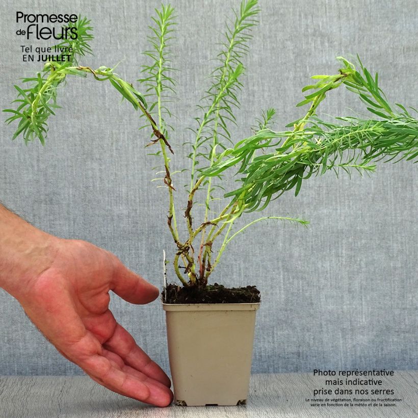 Esemplare di Euphorbia seguieriana subsp. niciciana Vasetto da 8/9 cm consegnato in estate