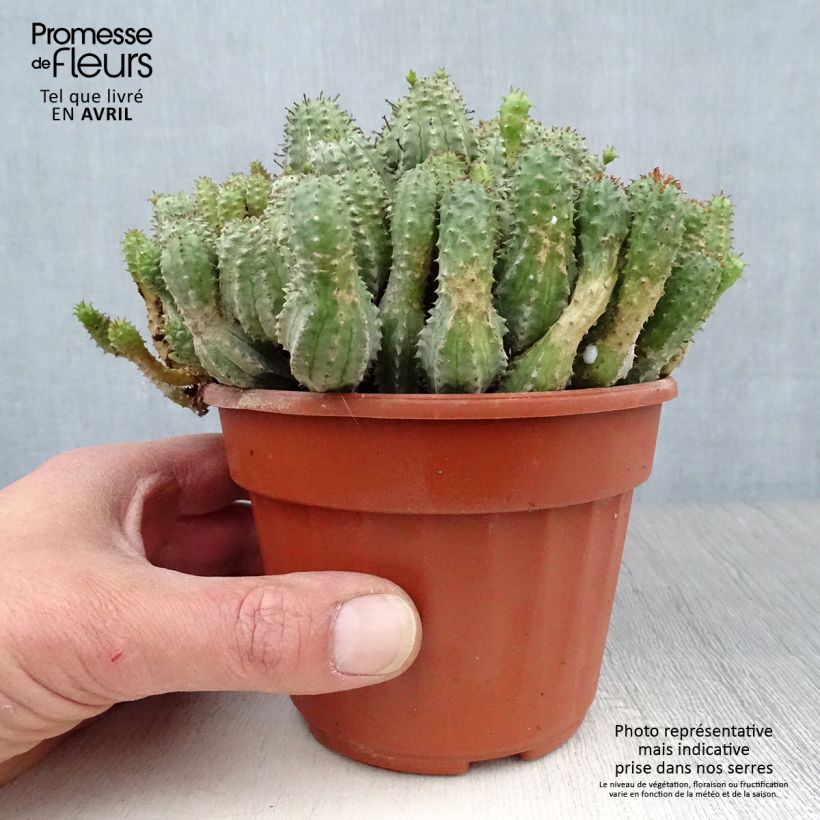 Euphorbia submammillaris Pot de 13 cm esemplare consegnato in primavera