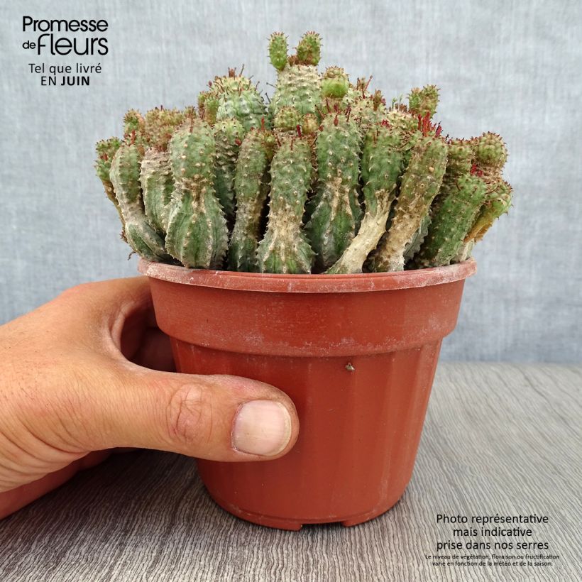 Esemplare di Euphorbia submammillaris Vaso da Ø 12 cm / 13 cm consegnato in estate