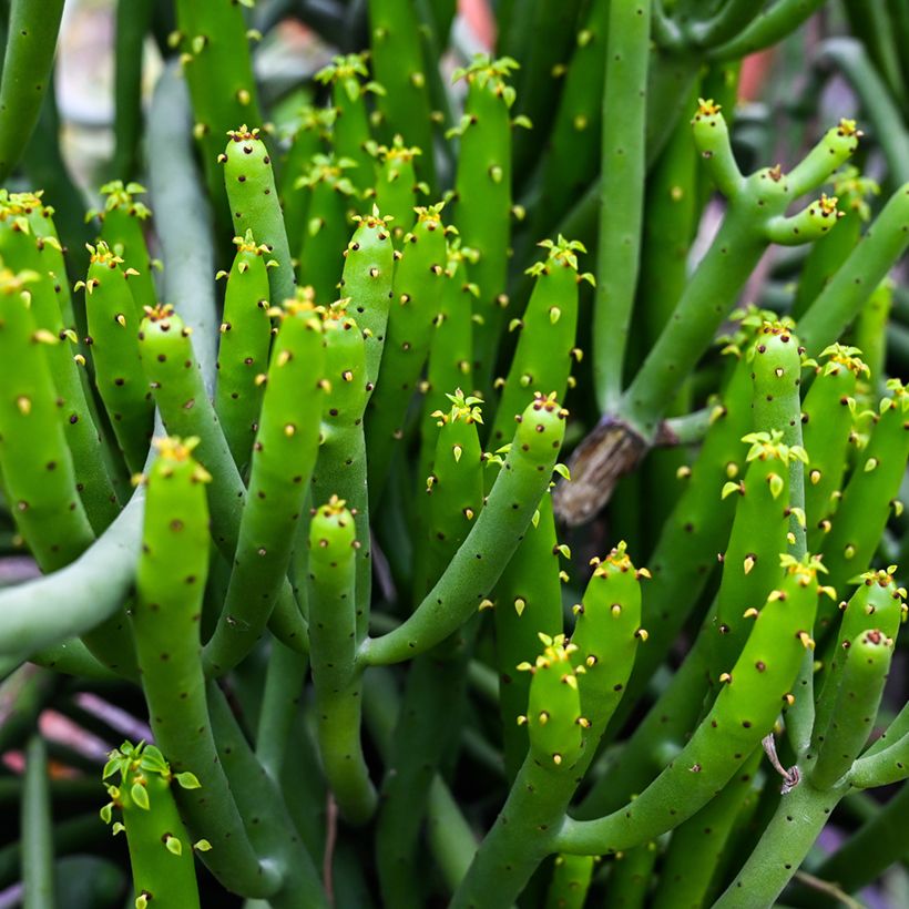 Euphorbia tirucalli - Albero delle Matite (Fogliame)