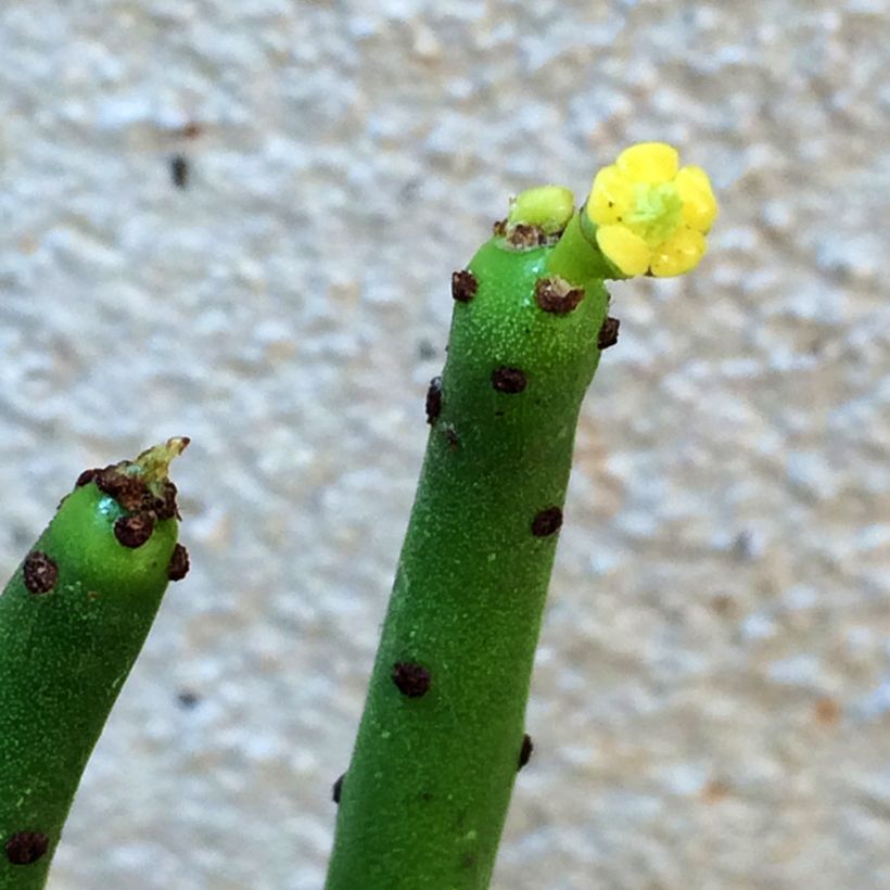 Euphorbia tirucalli - Albero delle Matite (Fioritura)