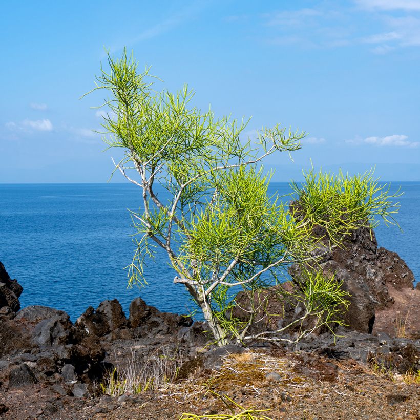 Euphorbia tirucalli - Albero delle Matite (Porto)