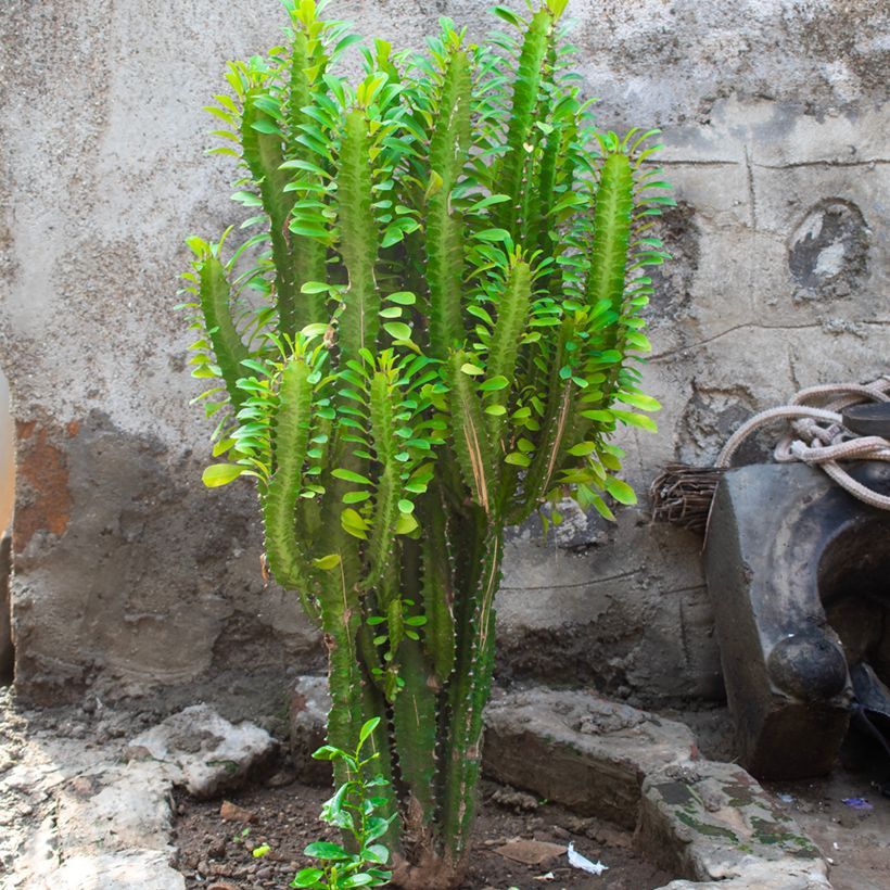 Euphorbia trigona (Porto)