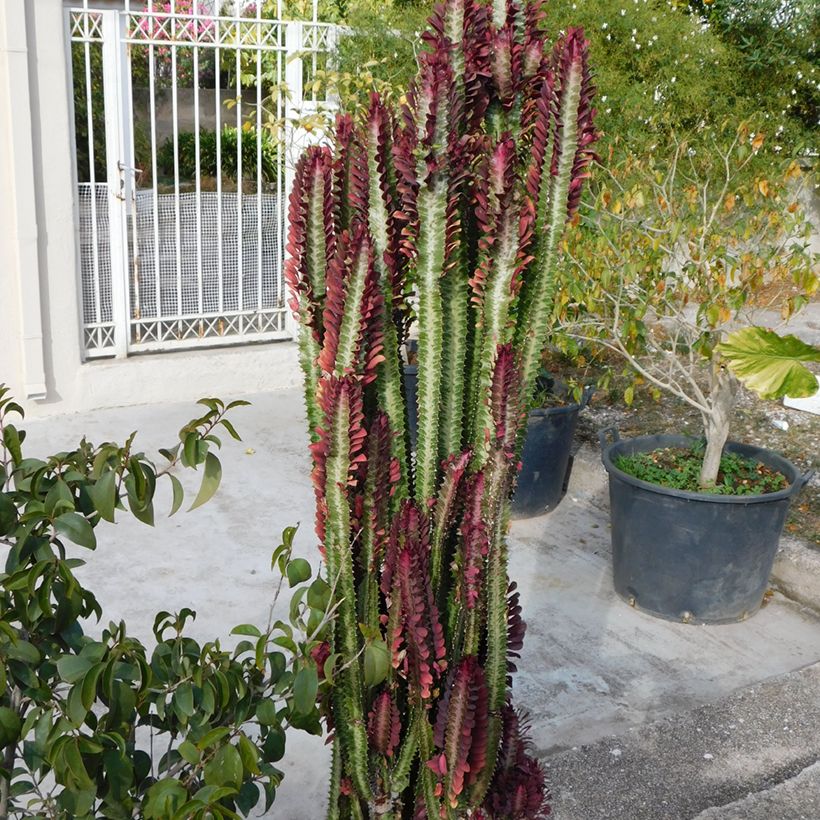 Euphorbia trigona f. rubra (Porto)
