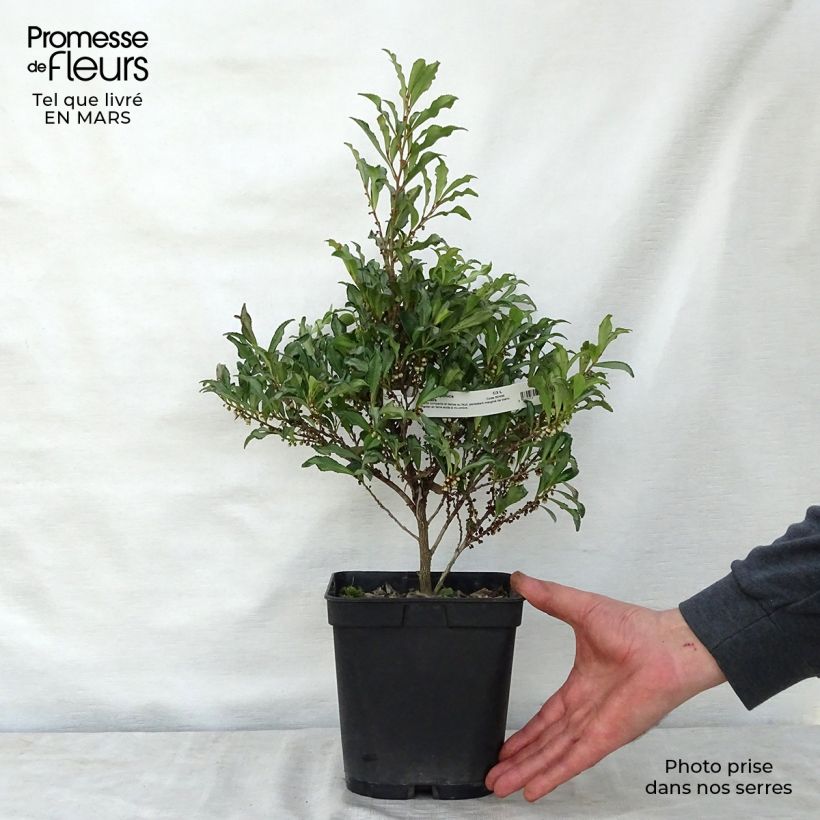 Eurya japonica Moutiers Pot de 2L/3L esemplare consegnato in primavera