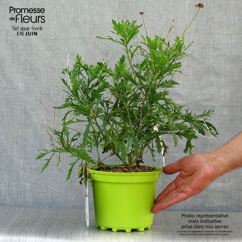 Esemplare di Euryops chrysanthemoides Vaso da 2L/3L consegnato in estate