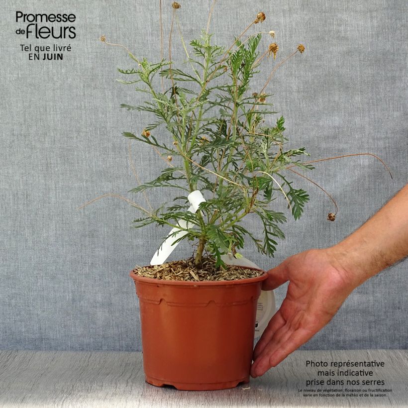 Esemplare di Euryops pectinatus - Margherita gialla Vaso da 2L/3L consegnato in estate