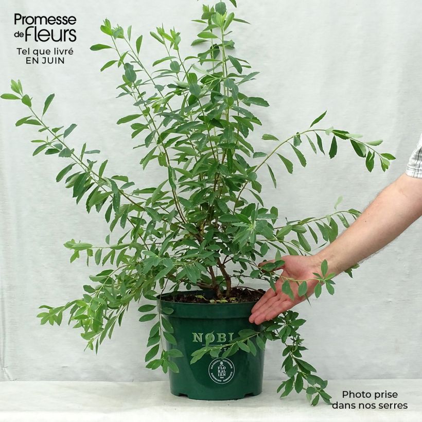 Esemplare di Exochorda racemosa Niagara Vaso da 7,5L/10L consegnato in estate