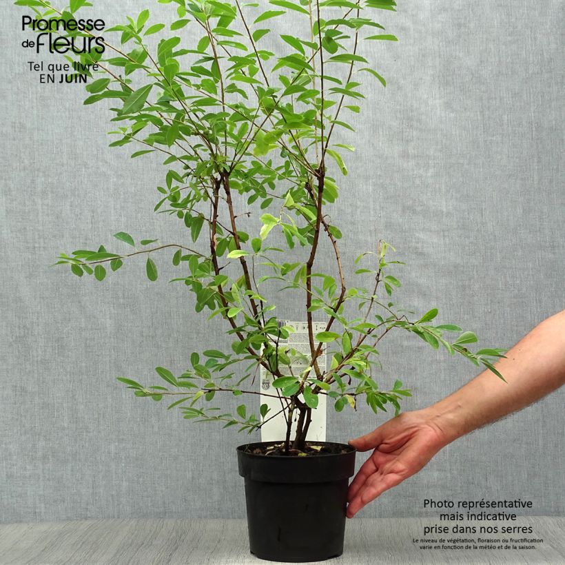 Esemplare di Exochorda racemosa Niagara Vaso da 3L/4L consegnato in estate