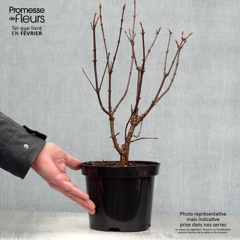 Exochorda serratifolia Snow White Vaso da 2L/3L esemplare consegnato in inverno