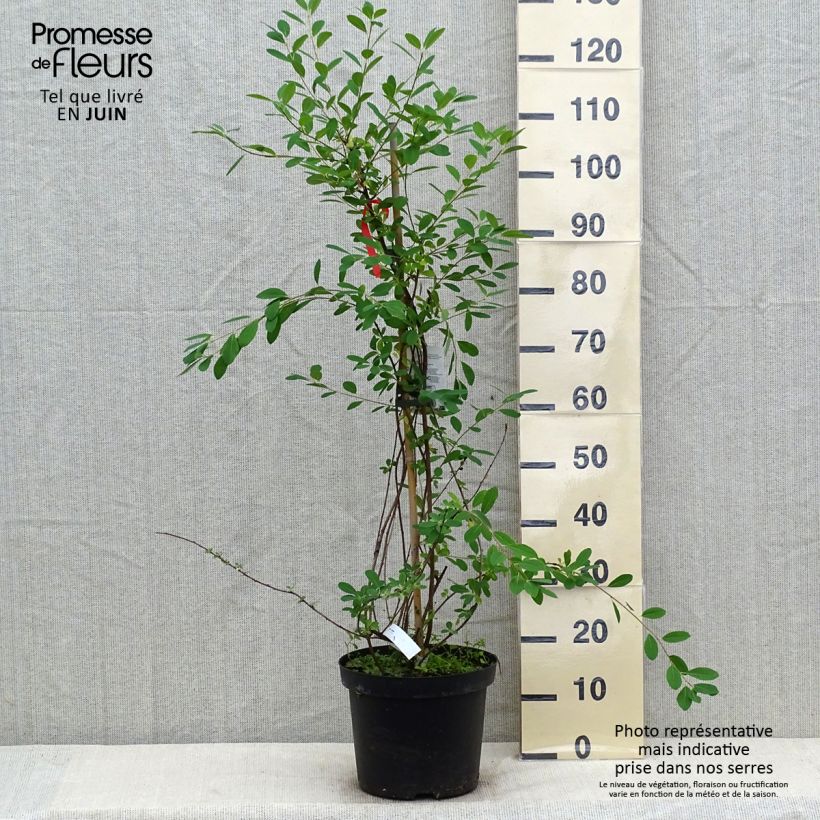 Esemplare di Exochorda macrantha The Bride Vaso da 12L/15L consegnato in estate