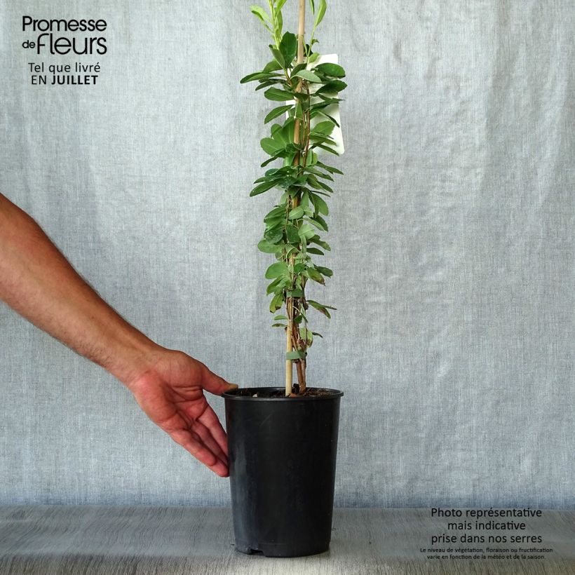 Esemplare di Exochorda macrantha The Bride Vaso da 2L/3L consegnato in estate